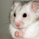 Illustration for article titled Eating Yogurt Turns Mice into Giant-Balled Seduction Machines